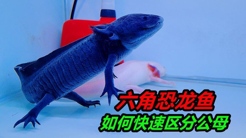 六角龍魚(yú)怎樣分公母