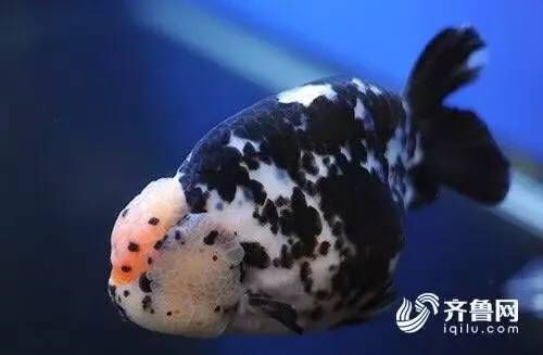 10萬一條的蘭壽金魚