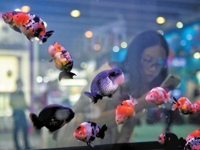 10萬一條的蘭壽金魚