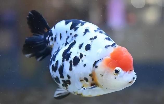 10萬一條的蘭壽金魚
