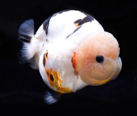 10萬一條的蘭壽金魚
