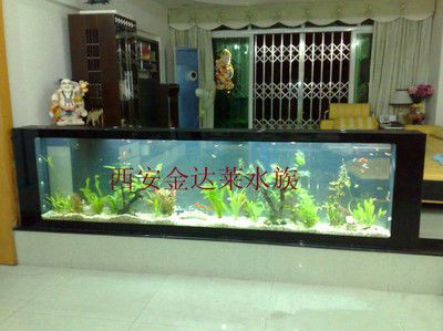 養龍魚需要什么魚缸：養龍魚的注意事項