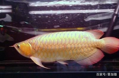 金龍魚變化：金魚的體色變化之謎