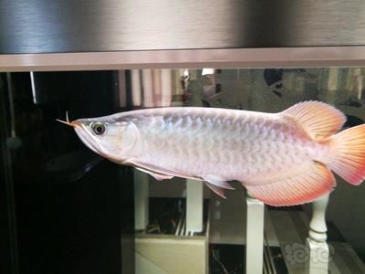 龍魚背上有白色是怎么回事【龍魚背上有白色斑點是怎么回事】