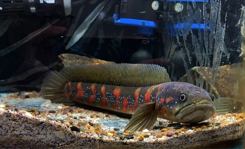 高背金龍魚多久發色一次：高背金龍魚多久發色