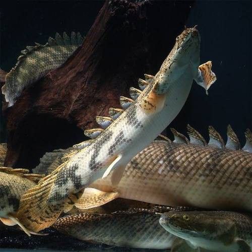 虎紋恐龍魚和什么魚混養(yǎng)好呢圖片 虎紋恐龍魚和什么魚混養(yǎng)好呢圖片 龍魚百科 第10張