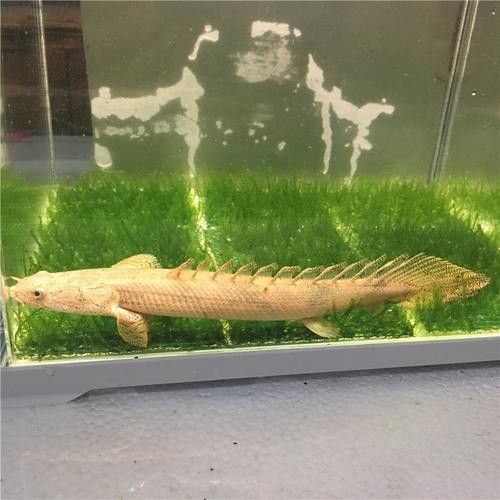 虎紋恐龍魚和什么魚混養(yǎng)好呢圖片 虎紋恐龍魚和什么魚混養(yǎng)好呢圖片 龍魚百科 第12張