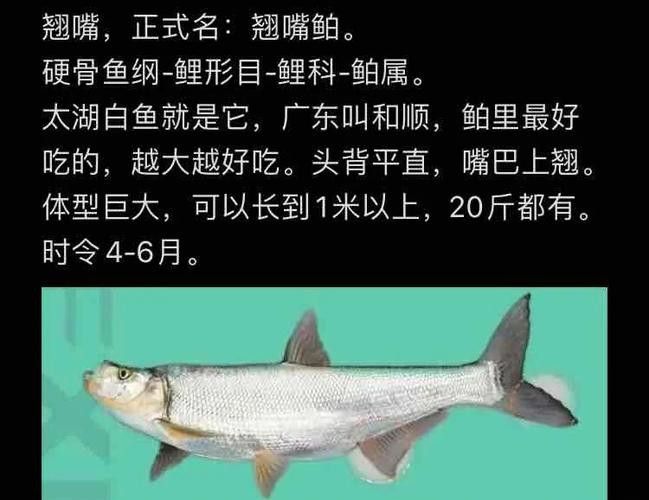 金龍魚翹嘴是為什么呢圖片大全 金龍魚翹嘴是為什么呢圖片大全 龍魚百科 第3張