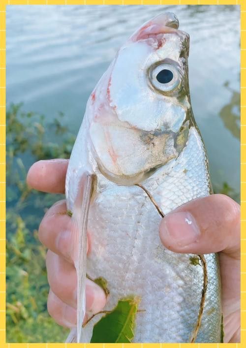 金龍魚翹嘴是為什么呢圖片大全 金龍魚翹嘴是為什么呢圖片大全 龍魚百科 第8張