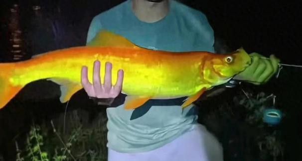 金龍魚翹嘴是為什么呢圖片大全 金龍魚翹嘴是為什么呢圖片大全 龍魚百科 第4張