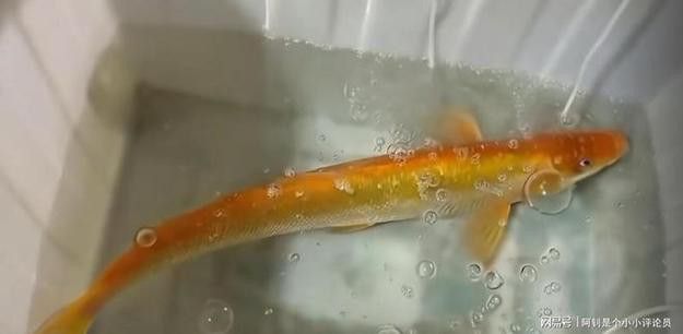 金龍魚翹嘴是為什么呢圖片大全 金龍魚翹嘴是為什么呢圖片大全 龍魚百科 第6張