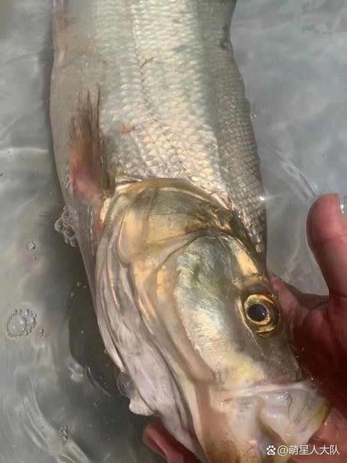 金龍魚翹嘴是為什么呢圖片大全 金龍魚翹嘴是為什么呢圖片大全 龍魚百科 第7張