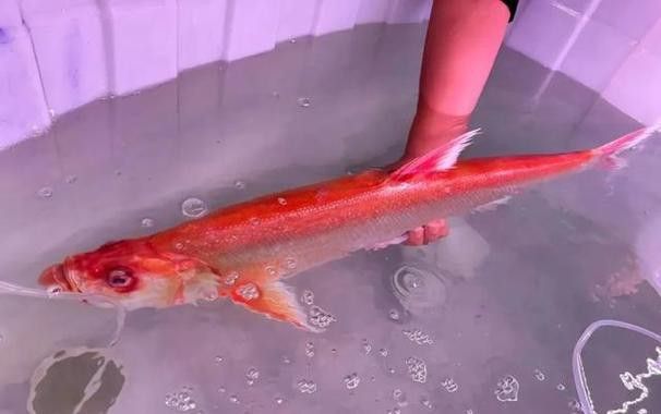 金龍魚翹嘴是為什么呢圖片大全 金龍魚翹嘴是為什么呢圖片大全 龍魚百科 第5張