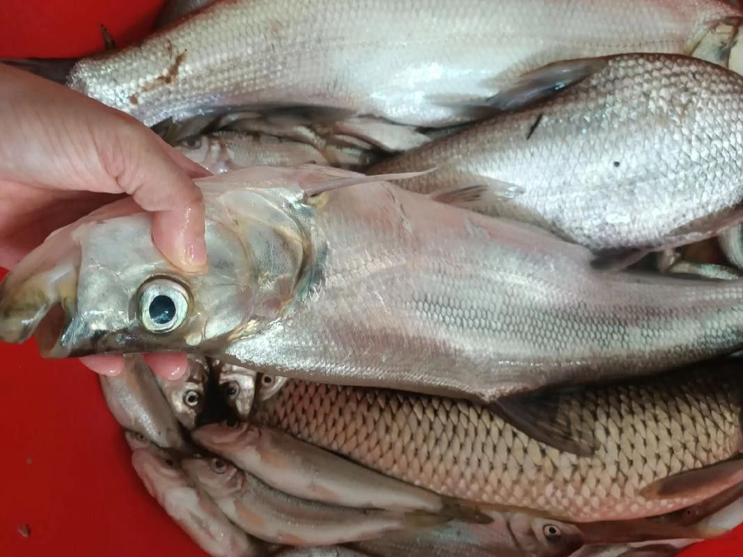 金龍魚翹嘴是為什么呢圖片大全 金龍魚翹嘴是為什么呢圖片大全 龍魚百科 第11張