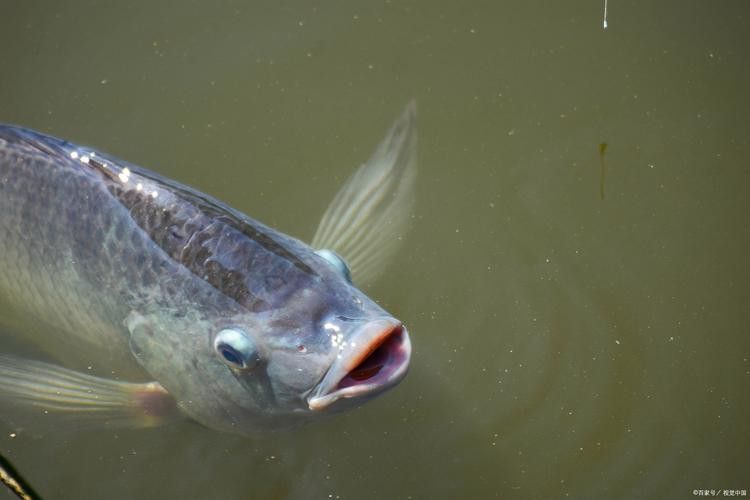 金龍魚翹嘴是為什么呢圖片大全 金龍魚翹嘴是為什么呢圖片大全 龍魚百科 第21張