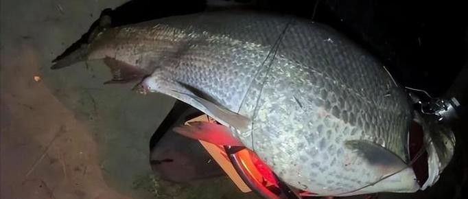 金龍魚翹嘴是為什么呢圖片大全 金龍魚翹嘴是為什么呢圖片大全 龍魚百科 第22張