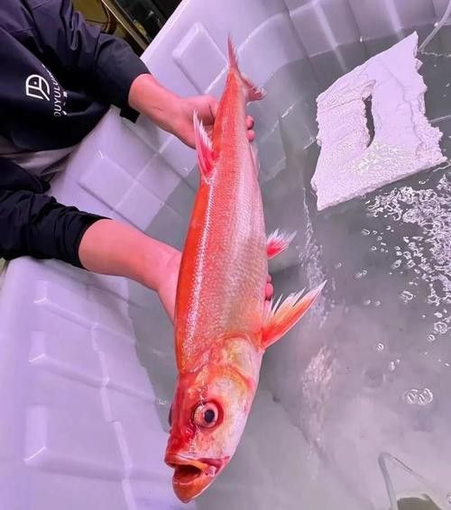 金龍魚翹嘴是為什么呢圖片大全 金龍魚翹嘴是為什么呢圖片大全 龍魚百科 第18張