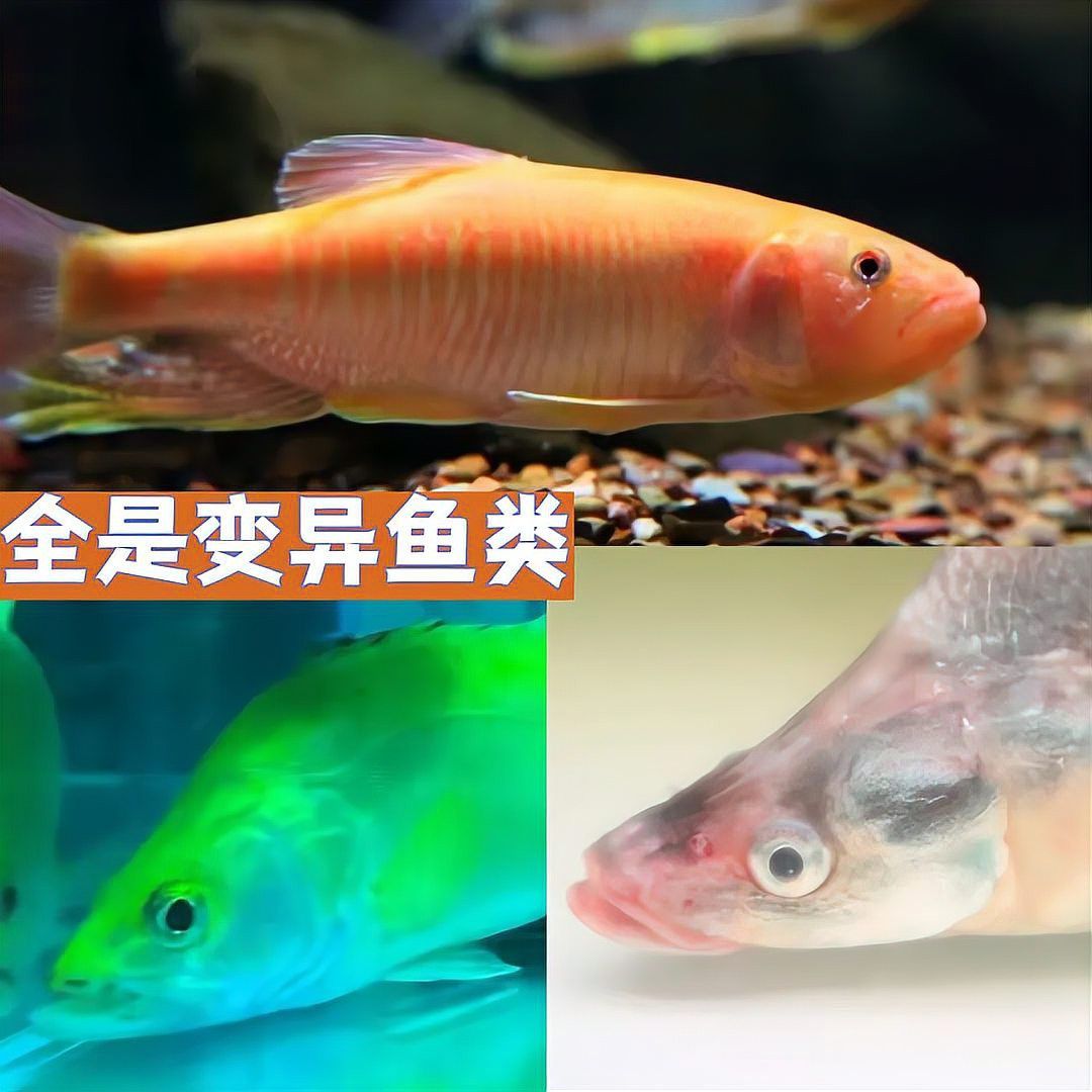金龍魚翹嘴是為什么呢圖片大全 金龍魚翹嘴是為什么呢圖片大全 龍魚百科 第27張