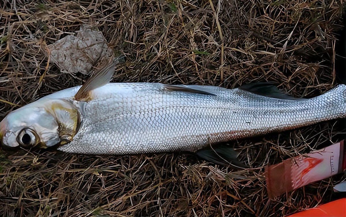 金龍魚翹嘴是為什么呢圖片大全 金龍魚翹嘴是為什么呢圖片大全 龍魚百科 第28張