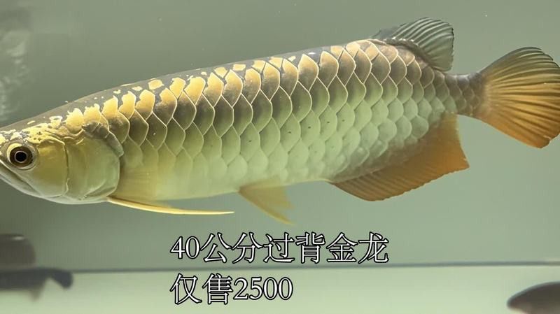 紅龍過背金龍魚的價格是多少？