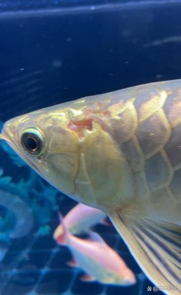 龍魚身上有白膜怎么辦啊圖片 龍魚百科 第19張 龍魚身上有白膜怎么辦啊圖片 龍魚身上有白膜怎么辦啊圖片 龍魚百科 第19張