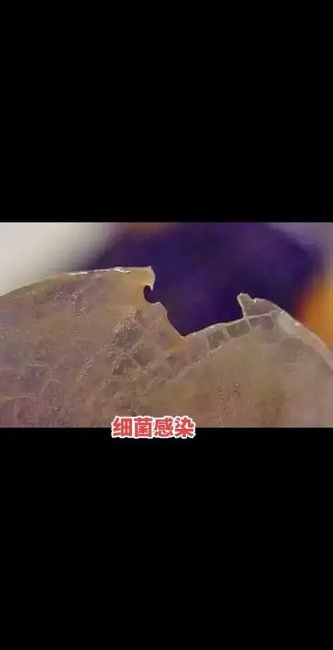 龍魚身上有白膜怎么辦啊圖片 龍魚百科 第13張 龍魚身上有白膜怎么辦啊圖片 龍魚身上有白膜怎么辦啊圖片 龍魚百科 第13張