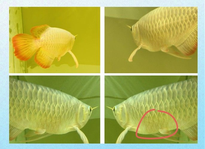 龍魚身上有白膜怎么辦啊圖片 龍魚百科 第17張 龍魚身上有白膜怎么辦啊圖片 龍魚身上有白膜怎么辦啊圖片 龍魚百科 第17張