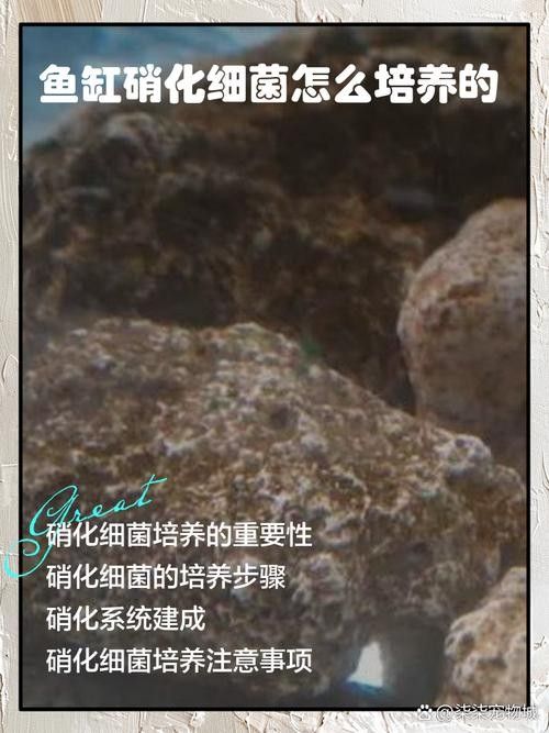 龍魚身上有白膜怎么辦啊圖片 龍魚百科 第26張 龍魚身上有白膜怎么辦啊圖片 龍魚身上有白膜怎么辦啊圖片 龍魚百科 第26張
