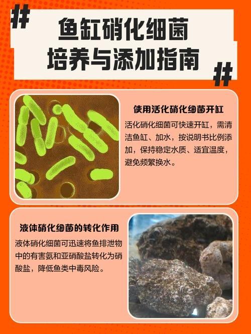 龍魚身上有白膜怎么辦啊圖片 龍魚百科 第29張 龍魚身上有白膜怎么辦啊圖片 龍魚身上有白膜怎么辦啊圖片 龍魚百科 第29張
