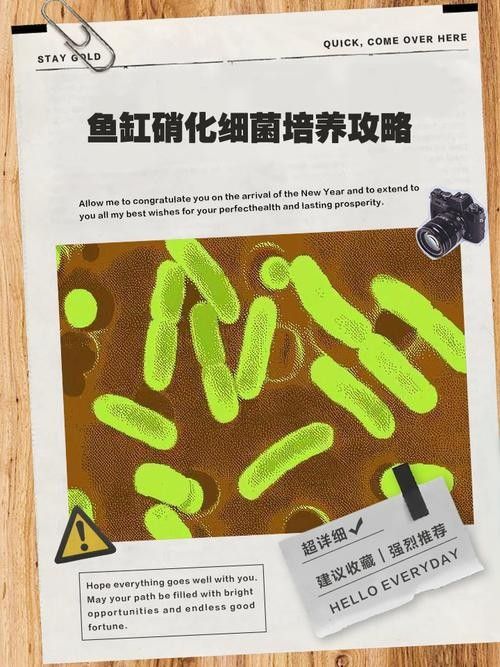 龍魚身上有白膜怎么辦啊圖片 龍魚百科 第33張 龍魚身上有白膜怎么辦啊圖片 龍魚身上有白膜怎么辦啊圖片 龍魚百科 第33張