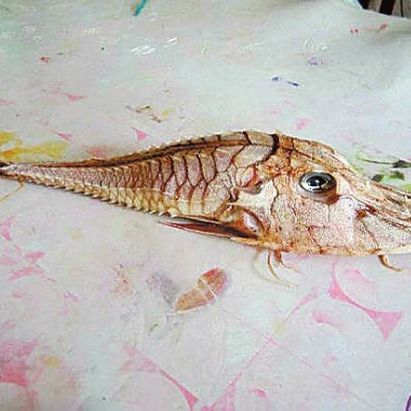 鎧甲魚