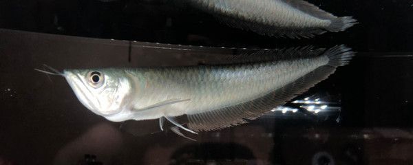 銀龍魚水質的標準（關于銀龍魚水質標準的詳細信息）
