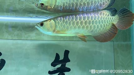 龍魚撞缸的原因及處理方法龍魚撞缸的原因及處理方法：龍魚為什么會(huì)撞缸？