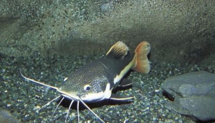 招財(cái)魚飼料品牌對(duì)比評(píng)測(cè)：水族寵物用品牌介紹