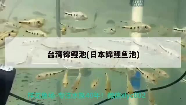 龍魚混養好嗎：龍魚混養最佳方案