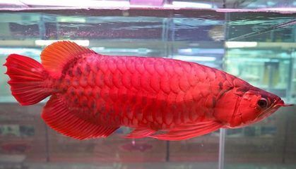極品紅龍魚價格表（極品紅龍魚價格多少錢一條紅龍魚價格及圖片欣賞）