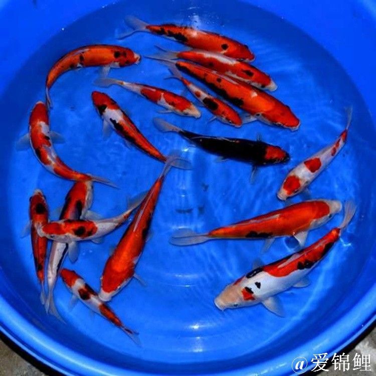 在哪里可以買到龍魚苗？：如何辨別優(yōu)質(zhì)的龍魚苗