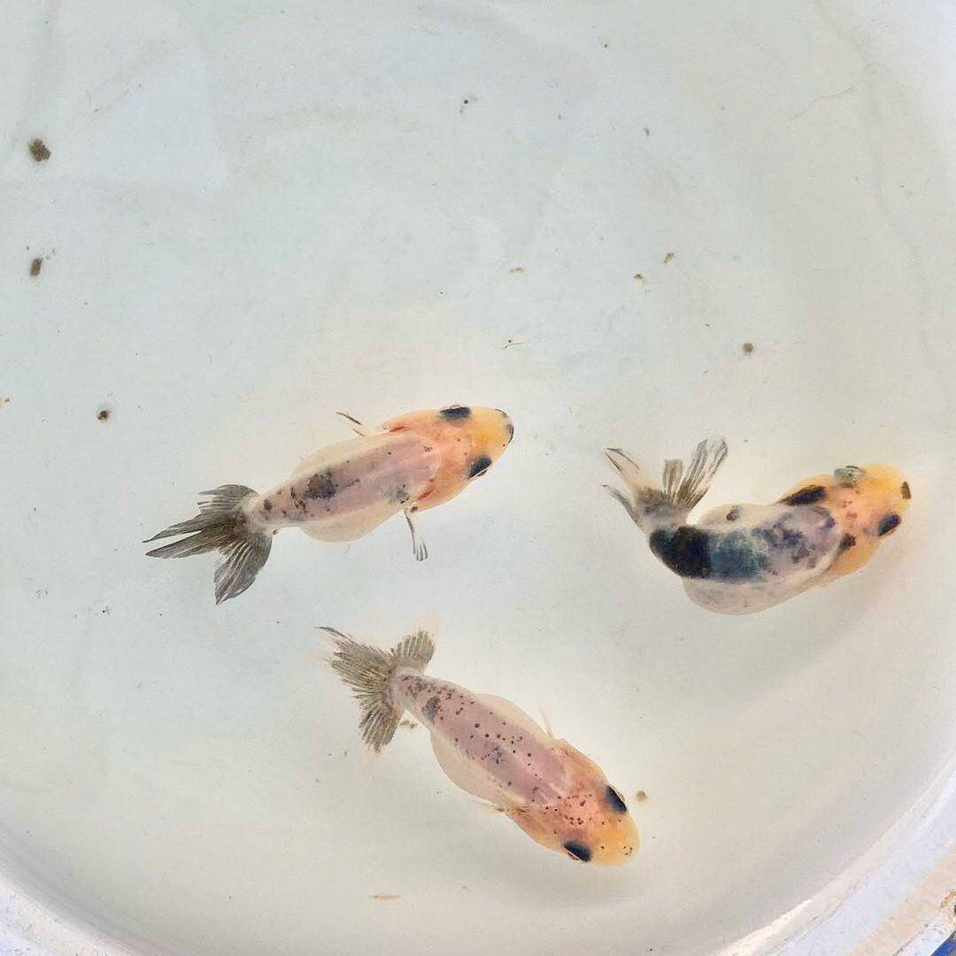 在哪里可以買到龍魚苗？：如何辨別優(yōu)質(zhì)的龍魚苗