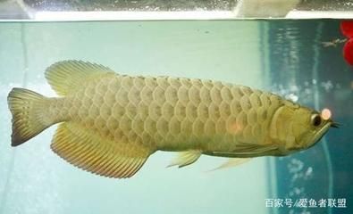 養龍魚的數量有什么講究：養龍魚數量的講究