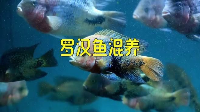 羅漢魚怎么混養(yǎng)不打架