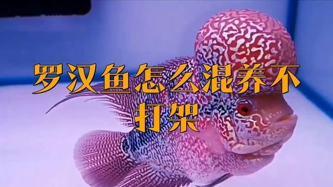 羅漢魚怎么混養(yǎng)不打架