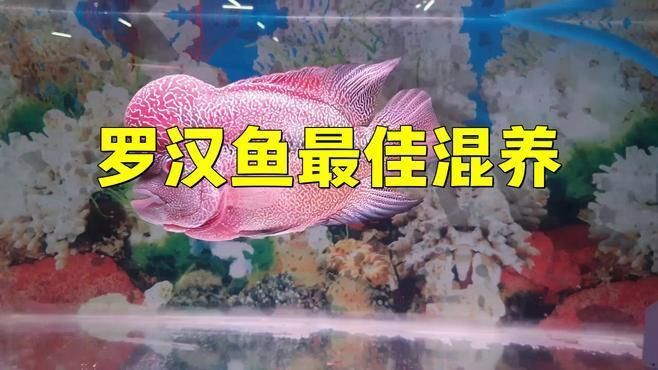 羅漢魚怎么混養(yǎng)不打架