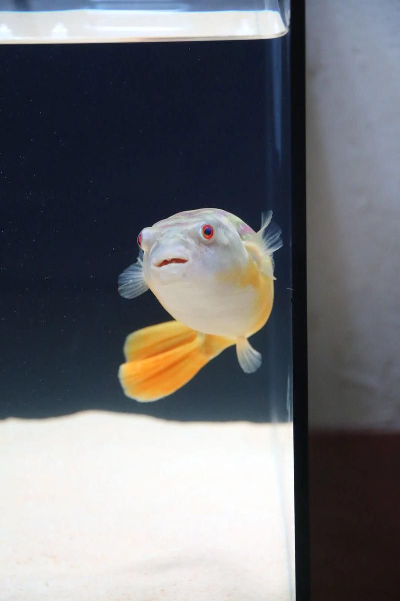 斑馬狗頭魚和龍魚混養可以嗎圖片 斑馬狗頭魚和龍魚混養可以嗎圖片 龍魚百科 第9張