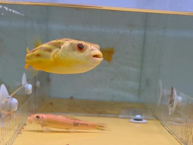 斑馬狗頭魚和龍魚混養可以嗎圖片 斑馬狗頭魚和龍魚混養可以嗎圖片 龍魚百科 第14張