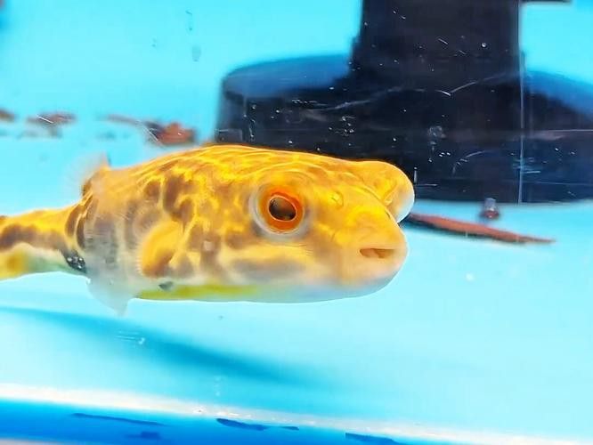 斑馬狗頭魚和龍魚混養可以嗎圖片 斑馬狗頭魚和龍魚混養可以嗎圖片 龍魚百科 第12張