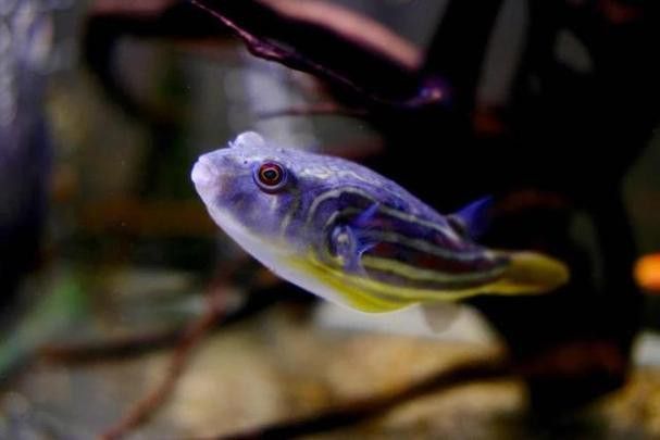 斑馬狗頭魚和龍魚混養可以嗎圖片 斑馬狗頭魚和龍魚混養可以嗎圖片 龍魚百科 第21張