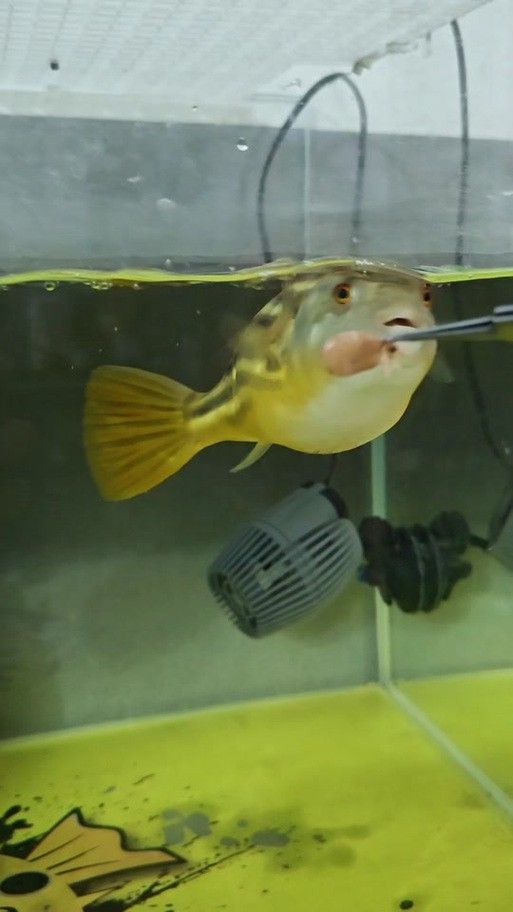 斑馬狗頭魚和龍魚混養可以嗎圖片 斑馬狗頭魚和龍魚混養可以嗎圖片 龍魚百科 第17張