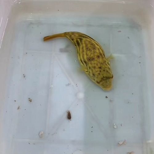 斑馬狗頭魚和龍魚混養可以嗎圖片 斑馬狗頭魚和龍魚混養可以嗎圖片 龍魚百科 第20張