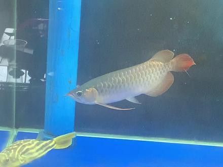 斑馬狗頭魚和龍魚混養可以嗎圖片 斑馬狗頭魚和龍魚混養可以嗎圖片 龍魚百科 第26張