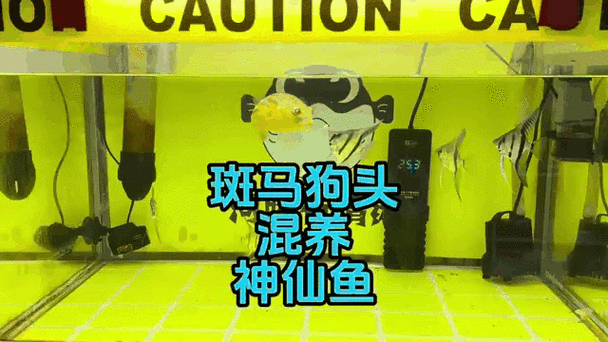 斑馬狗頭魚和龍魚混養可以嗎圖片 斑馬狗頭魚和龍魚混養可以嗎圖片 龍魚百科 第23張